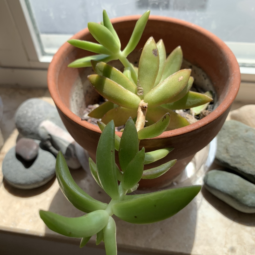 Golden Sedum plant photo by @PlantLife named Colin Robinson on Greg, the plant care app.