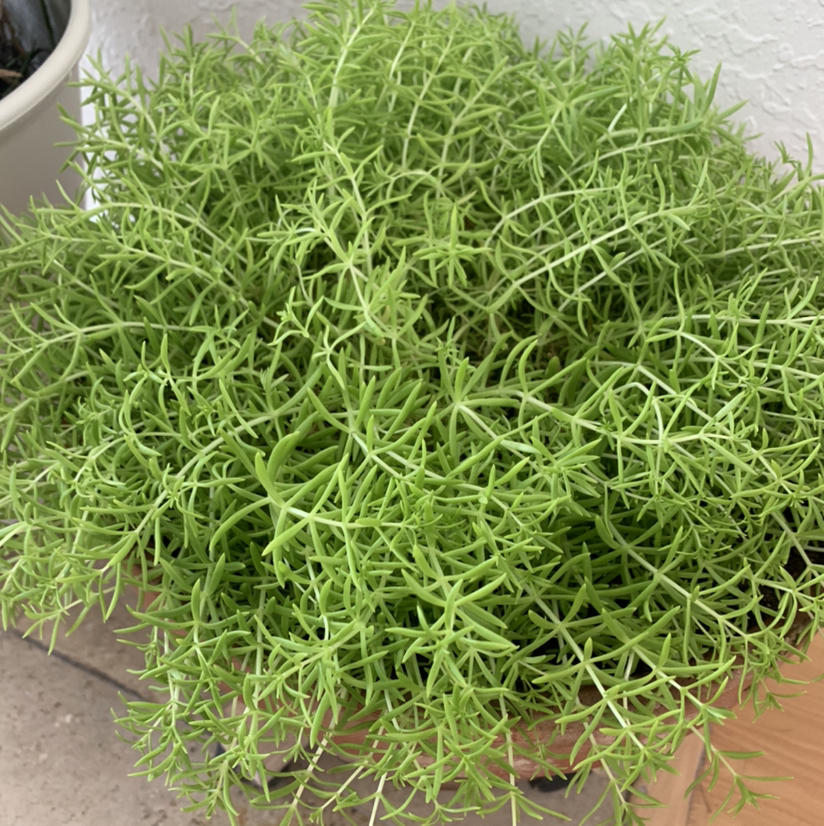 Healthy Annual Stonecrop plant with dense, green, needle-like leaves.