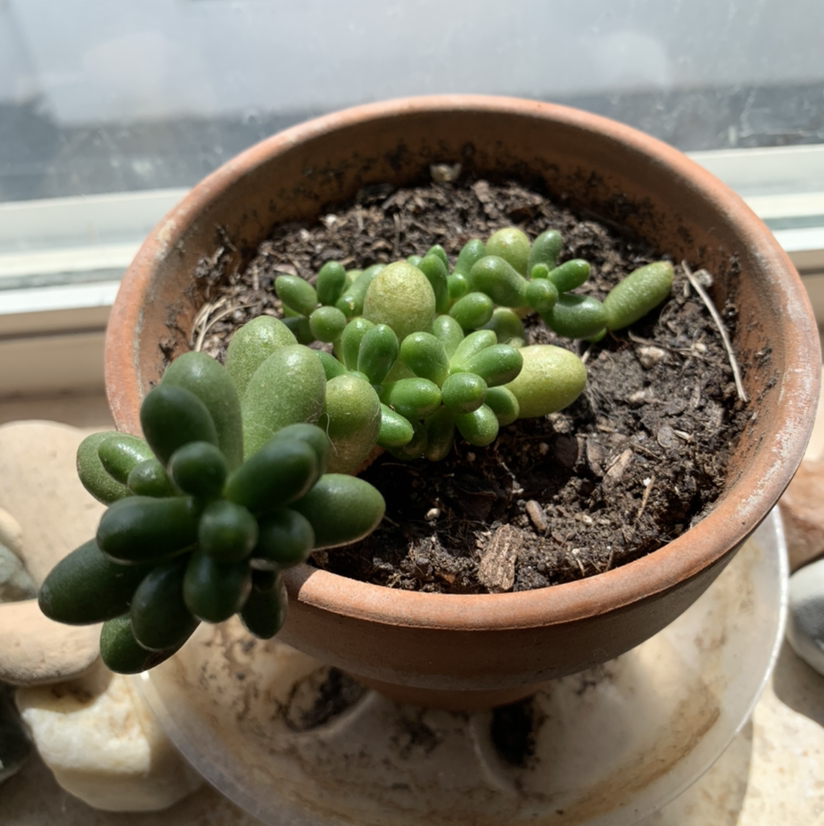 Potted Sedum hernandezii succulent on a windowsill with visible soil.