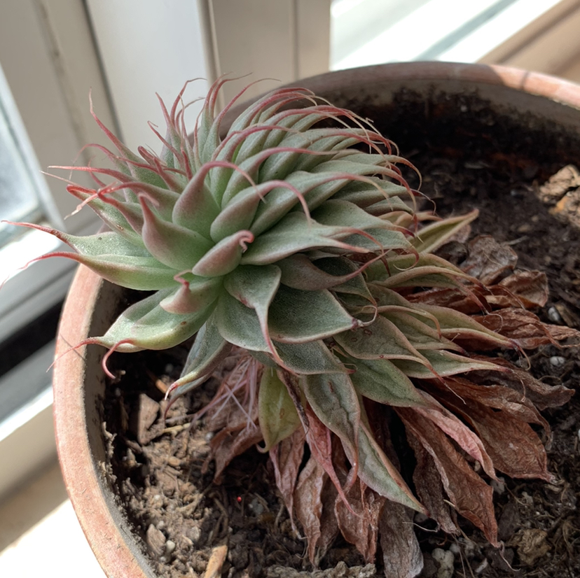 Photo of the plant species Graptoveria 'Silver Star' by @PlantLife named Athena on Greg, the plant care app
