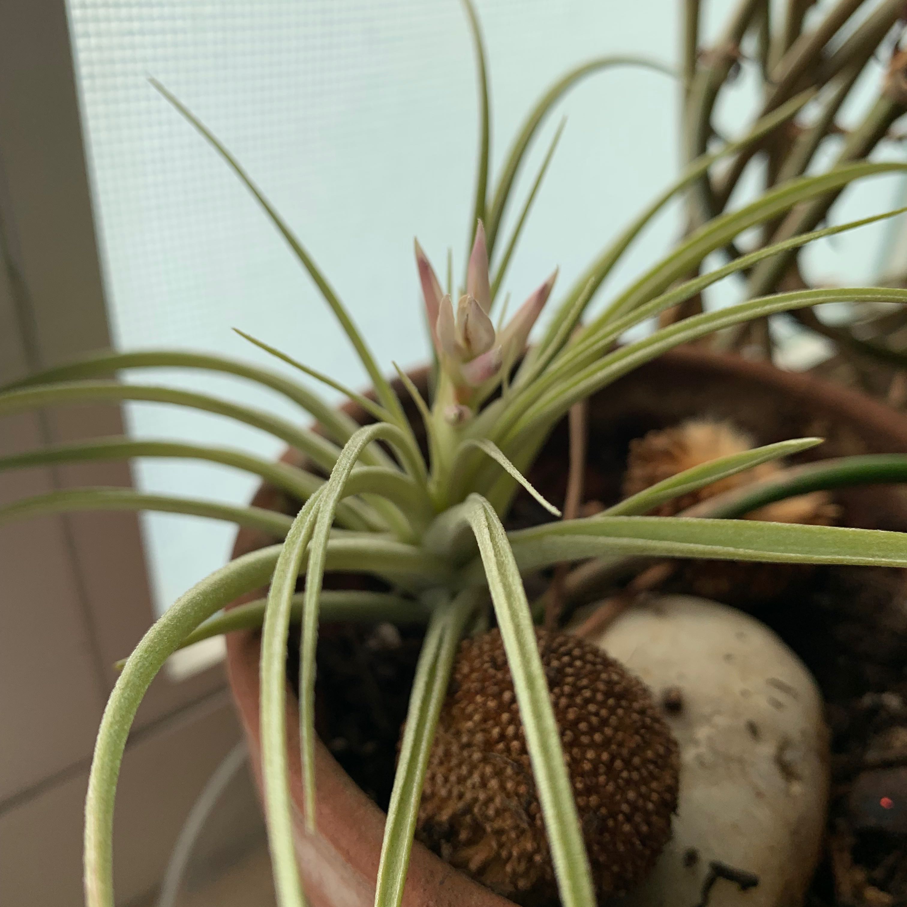 Pink Quill plant in a pot, healthy and flowering.