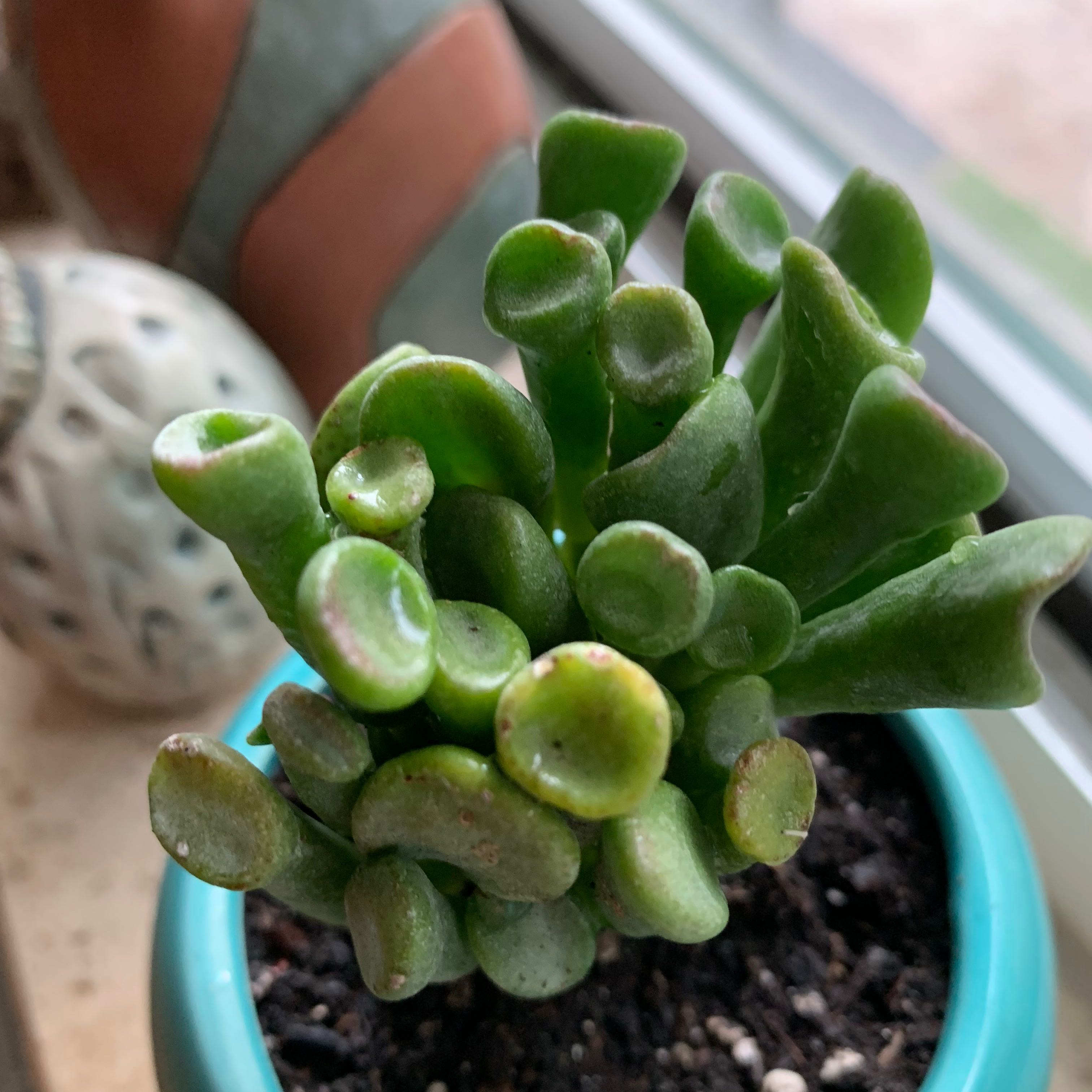 Gollum Jade plant in a pot with visible soil, well-framed and in focus.