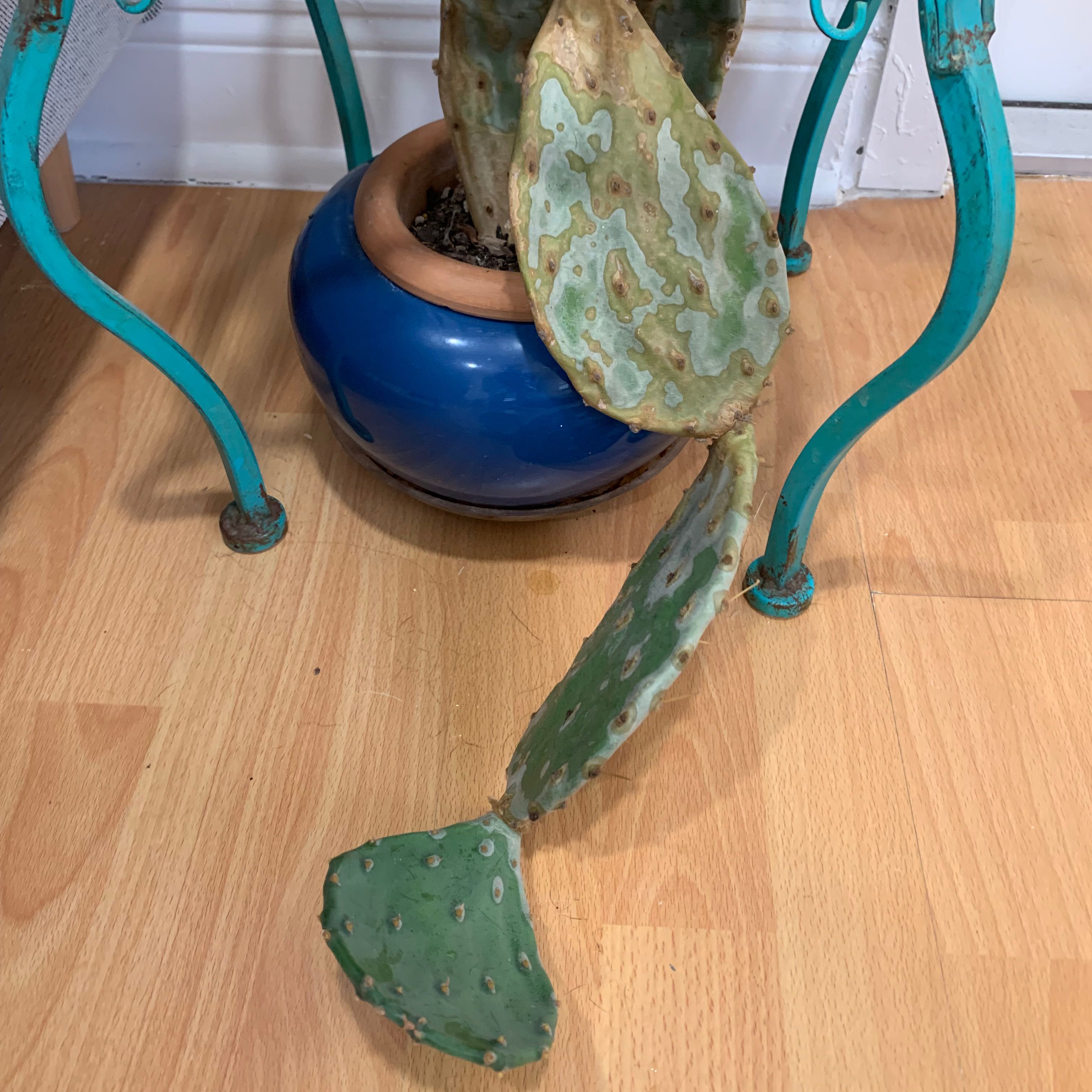 Barbary Fig plant in a blue pot with some discolored pads, visible soil, and well-framed.