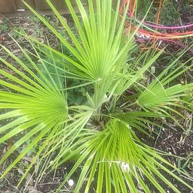 Photo of the plant species Florida Thatch Palm by @ElderSeamango28 named Emerson on Greg, the plant care app