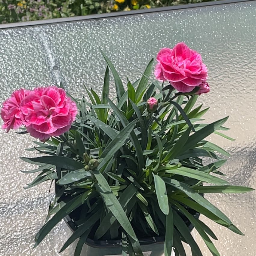 Photo of the plant species Easy Pink by @ComposedSpinach named Dina on Greg, the plant care app