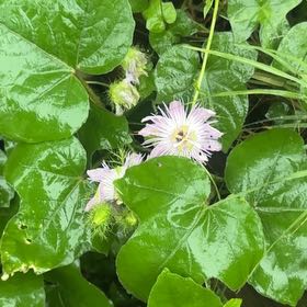 Photo of the plant species Fetid Passionflower by @SolidLentil named Elle on Greg, the plant care app