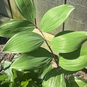 Photo of the plant species Angular Solomon's Seal by @UnusualTaro27 named Aristotle on Greg, the plant care app