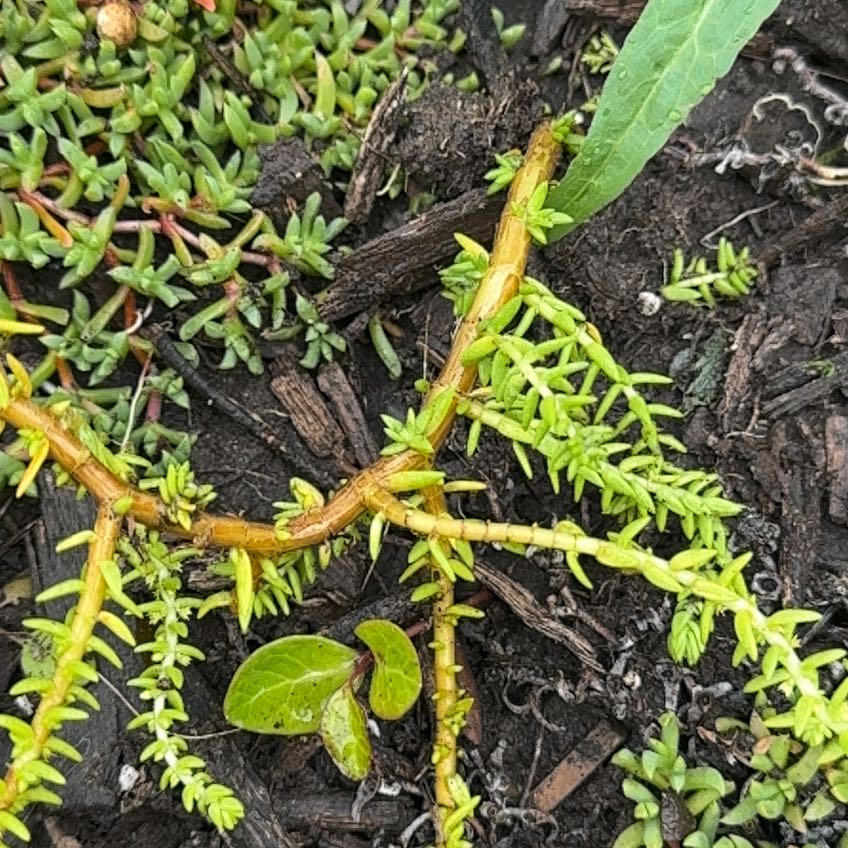 Photo of the plant species Swamp Stonecrop by @SunnyChayote46 named Osmo on Greg, the plant care app