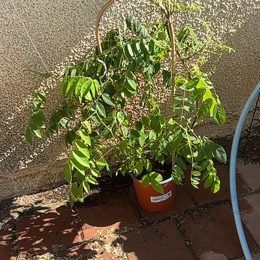 Photo of the plant species Chinese Wisteria by @ZealousCodiaeum named Willow on Greg, the plant care app