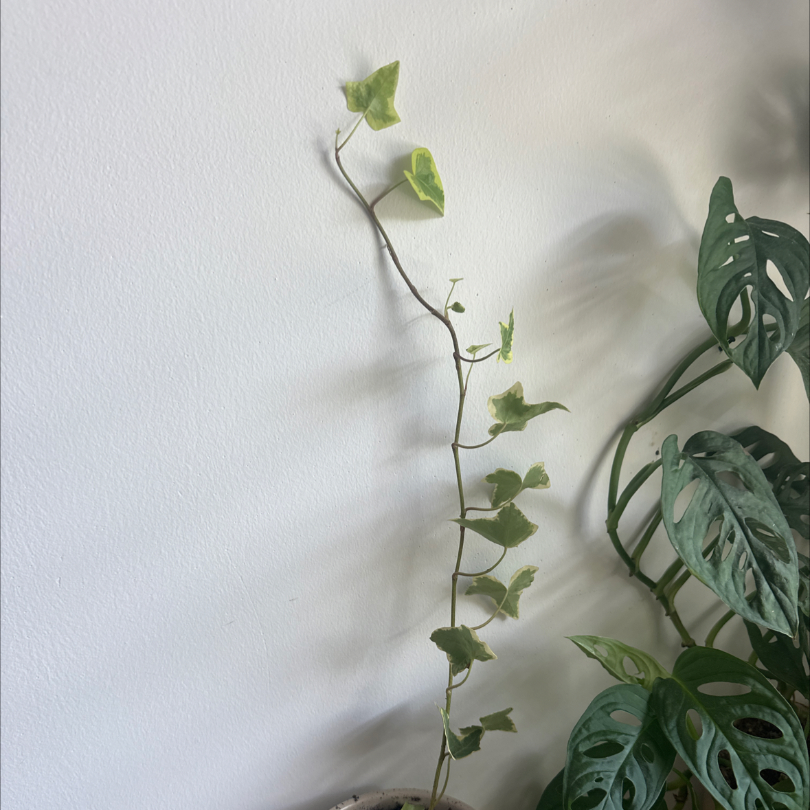 Photo of the plant species English Ivy 'Goldchild' by @ZealousCodiaeum named Sproutacus on Greg, the plant care app