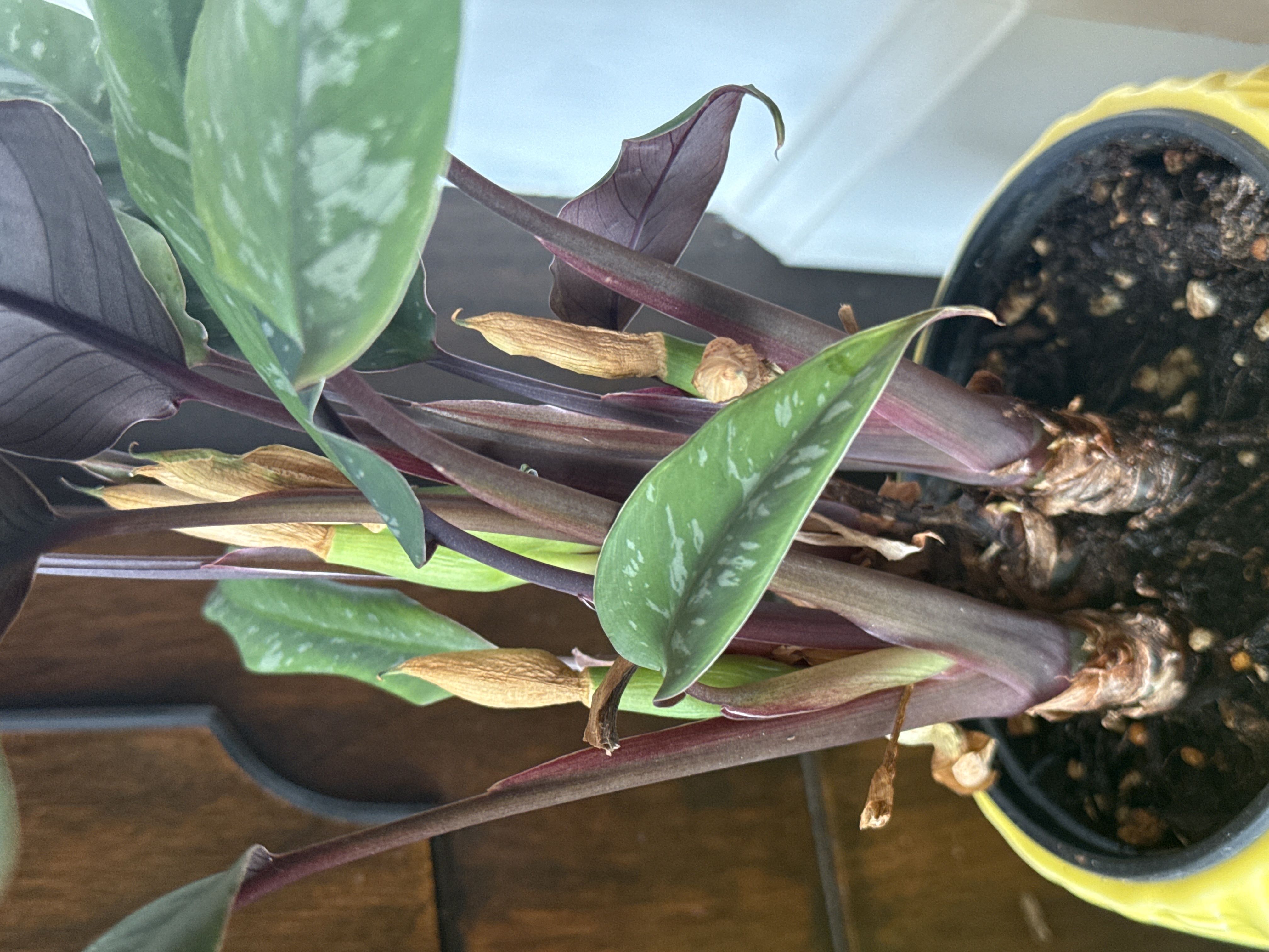 Photo from the post