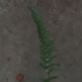 Photo of the plant species American Pondweed by @RobertPlantDr named Sol on Greg, the plant care app