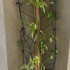 Photo of the plant species Yellow Jasmine by @MethodicalCat59 named Yasmina on Greg, the plant care app