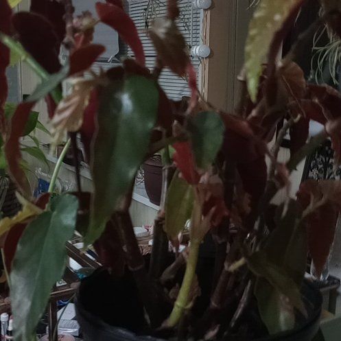 Photo of the plant species Begonia coccinea 'Torch' by @PreciousTipa78 named Coco on Greg, the plant care app