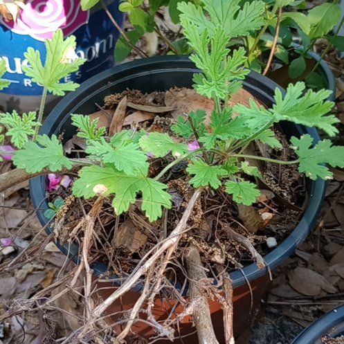 Photo of the plant species Citronella Grass by @PreciousTipa78 named Miley on Greg, the plant care app