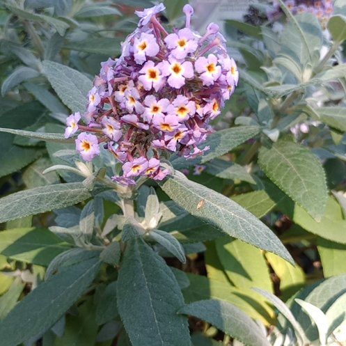 Photo of the plant species Butterfly CandyTM Lil' LavenderTM Butterfly Bush by @PreciousTipa78 named Forrest on Greg, the plant care app