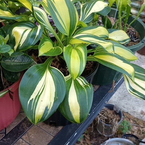 Photo of the plant species Hosta 'Rainbow's End' by @PreciousTipa78 named McKinley on Greg, the plant care app