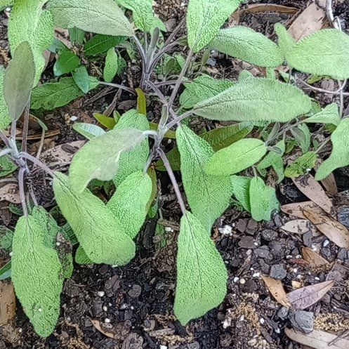 Photo of the plant species Purple Sage by @PreciousTipa78 named Kobe on Greg, the plant care app