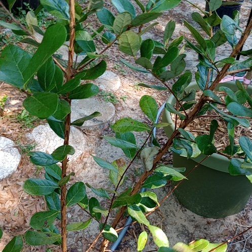 Photo of the plant species Pineapple Guava 'Apollo' by @PreciousTipa78 named Gates on Greg, the plant care app