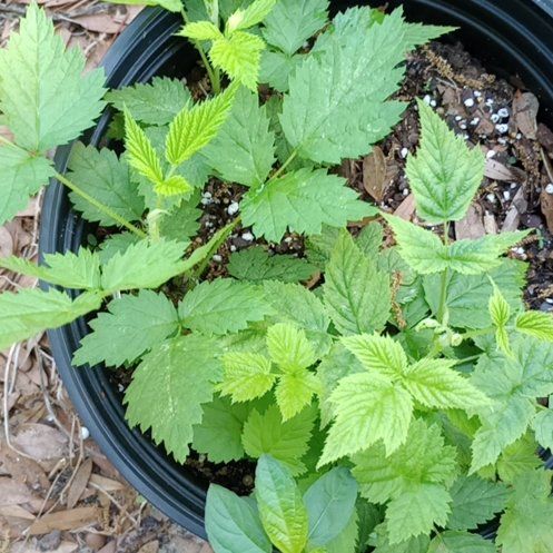 Photo of the plant species Golden Raspberry by @PreciousTipa78 named Drake on Greg, the plant care app