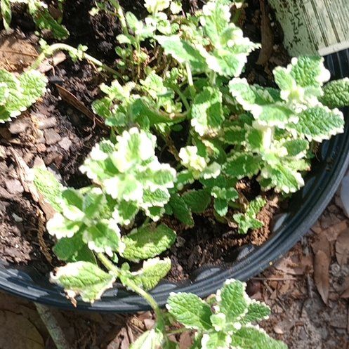 Photo of the plant species Variegated Sage by @PreciousTipa78 named Hemingway on Greg, the plant care app