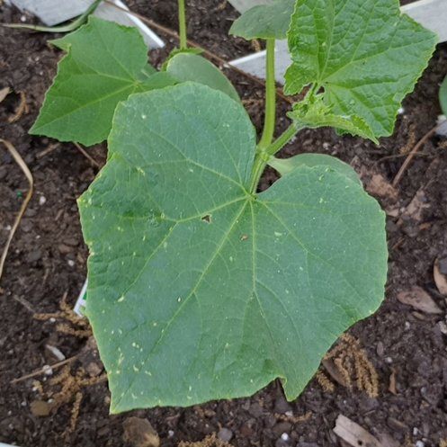 Photo of the plant species Boston Pickling Cucumber by @PreciousTipa78 named Orwell on Greg, the plant care app