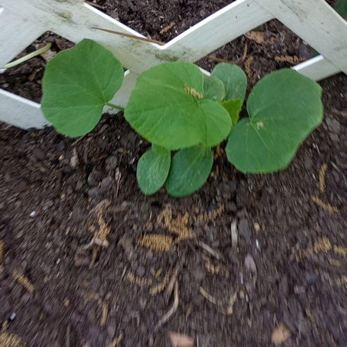 Photo of the plant species Butternut Squash by @PreciousTipa78 named Kendall on Greg, the plant care app
