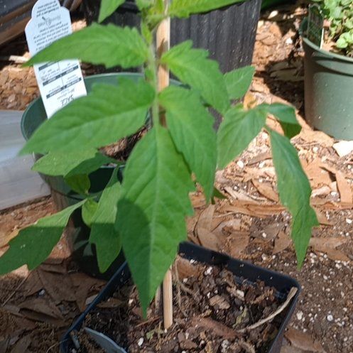 Photo of the plant species Black Beauty Tomato by @PreciousTipa78 named Sanders on Greg, the plant care app
