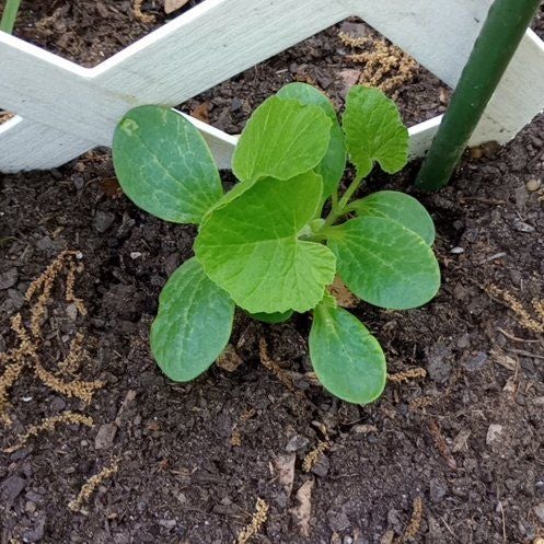Plant care for Autumn Gold Pumpkin on Greg, the plant care app