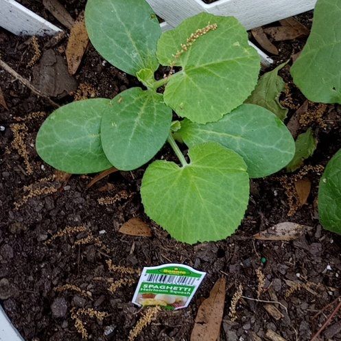 Photo of the plant species Spaghetti Squash by @PreciousTipa78 named Madonna on Greg, the plant care app