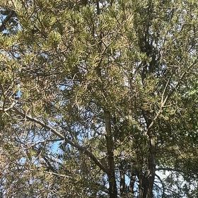 Photo of the plant species Maritime Pine by @MarkedChisme39 named Ronaldo on Greg, the plant care app