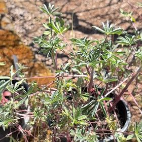 Photo of the plant species Riverbank Lupine by @TopdogFilbert named River on Greg, the plant care app