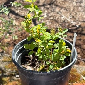Photo of the plant species Rose Spirea by @TopdogFilbert named Doug on Greg, the plant care app