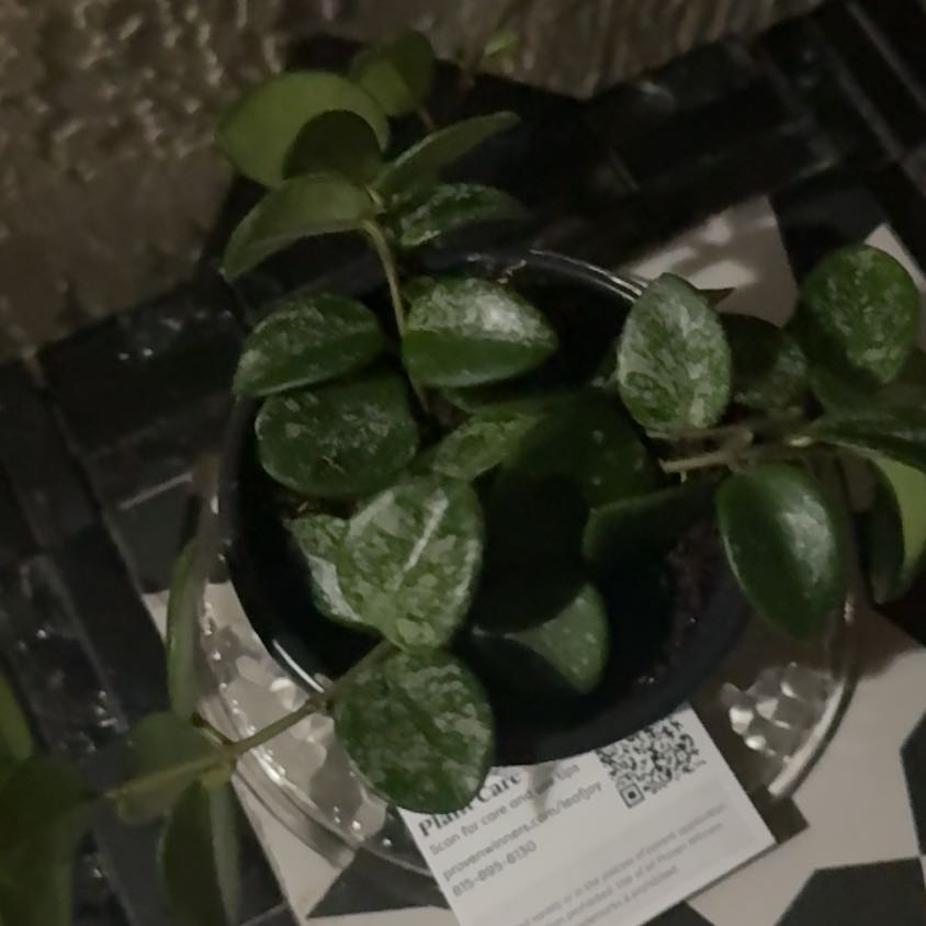 Photo of the plant species Hoya 'Mathilde Splash' by @FlashyIvy98 named Wall-E on Greg, the plant care app