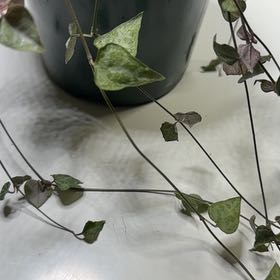 Photo of the plant species String Of Arrows by @FlashyIvy98 named Luna on Greg, the plant care app