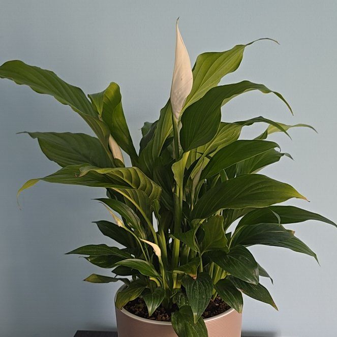 Photo of the plant species Peace Lily 'Cupido' by @SavvyPepper96 named Спатифиллум on Greg, the plant care app