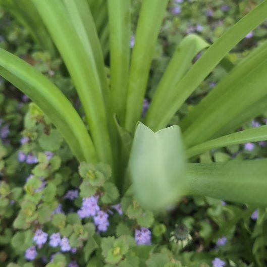 Photo of the plant species Naked Lady by @GnarlyChives61 named Kardashian on Greg, the plant care app