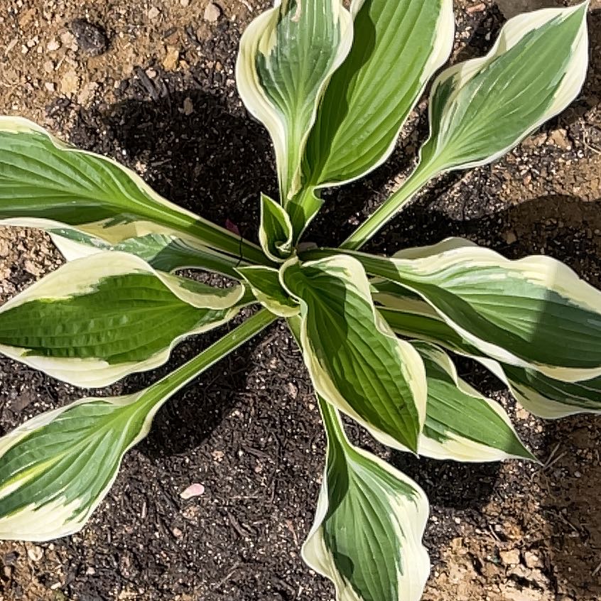 Photo of the plant species Sun Hosta by @StableKowhai50 named Sunny on Greg, the plant care app