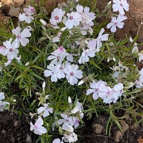 Photo of the plant species Amazing Grace Creeping Phlox by @StableKowhai50 named Grace on Greg, the plant care app
