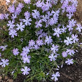 Photo of the plant species Emerald Blue Creeping Phlox by @StableKowhai50 named Emerald blue on Greg, the plant care app
