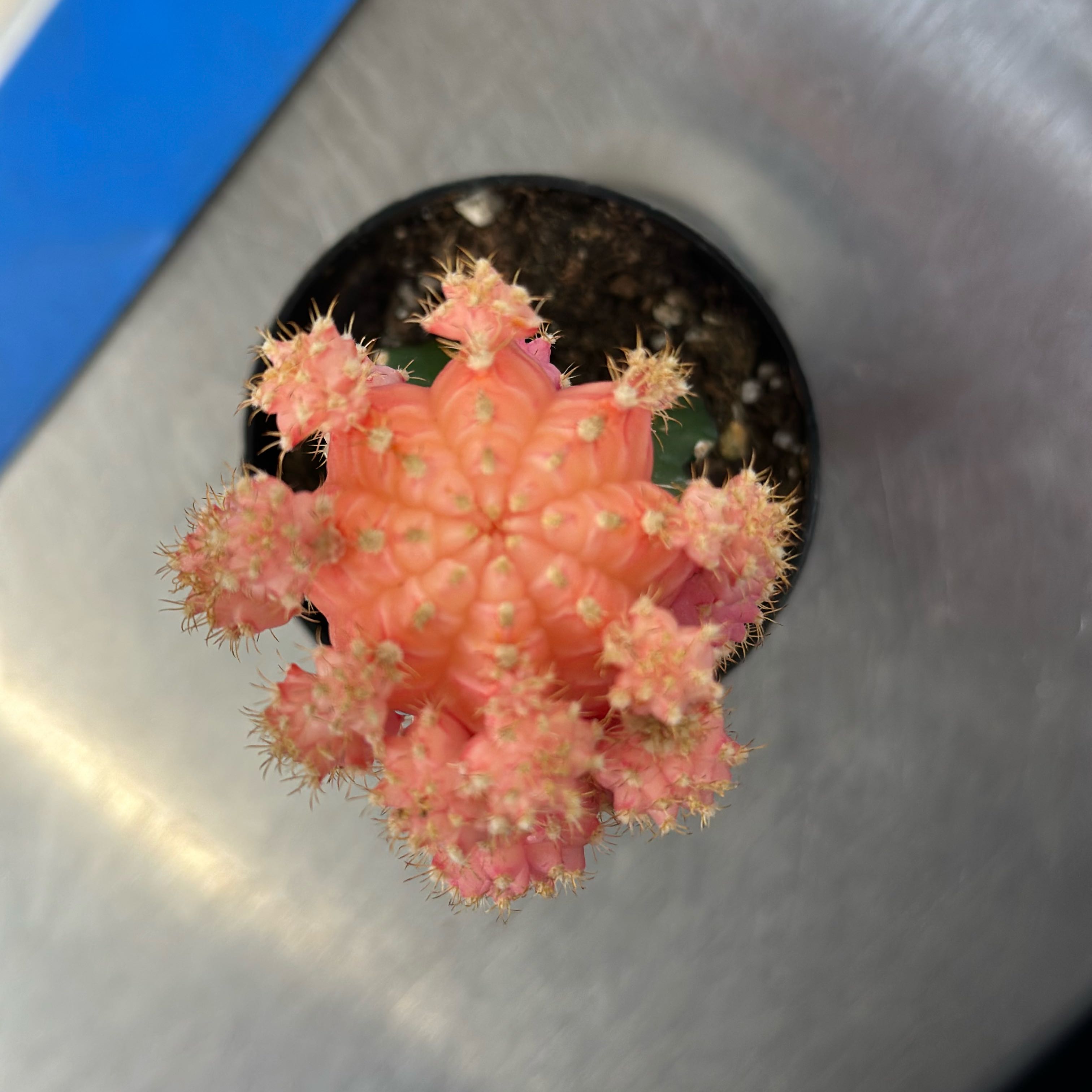 Photo of the plant species Grafted Cacti by @AvidTyrimnus90 named Lebron on Greg, the plant care app