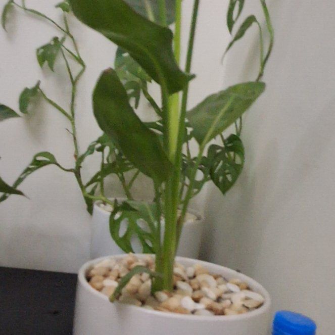 Photo of the plant species Swiss Cheese Plant by @WideawakeJubaea named Cheese on Greg, the plant care app