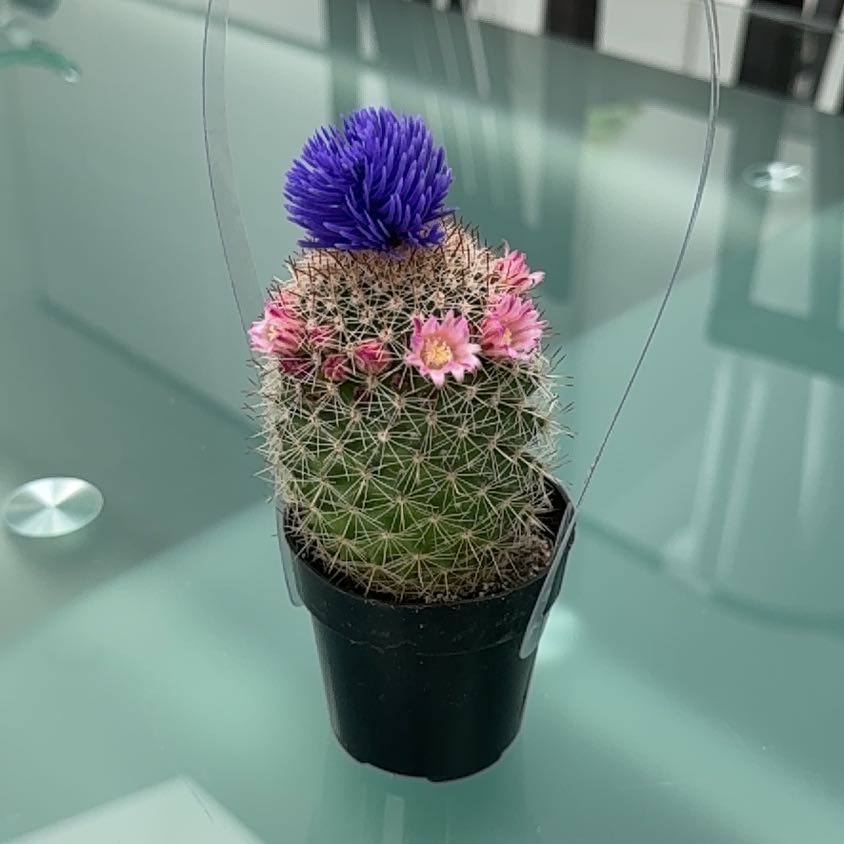 Photo of the plant species arizona snowcap by @PoetIcarus72 named Hemingway on Greg, the plant care app