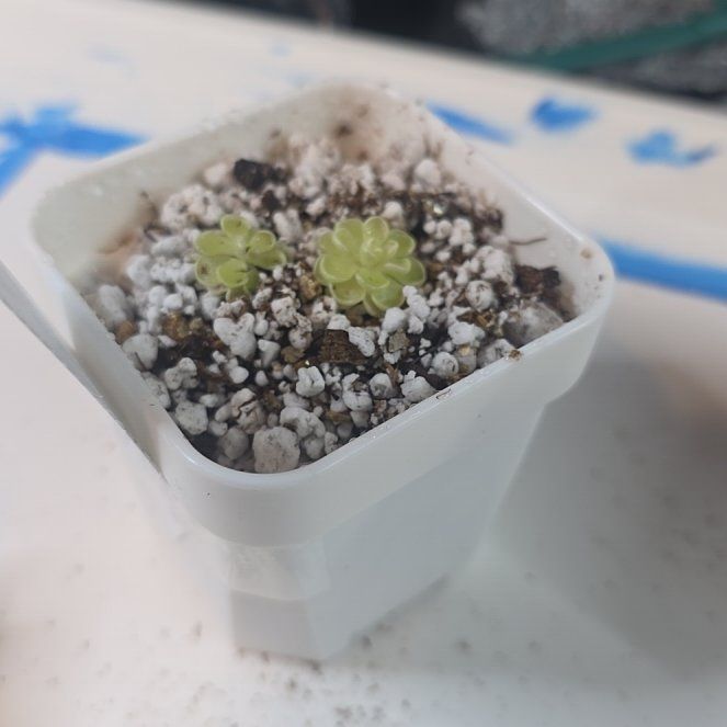 Photo of the plant species Mexican Butterwort by @PotentialTutu87 named Opal on Greg, the plant care app