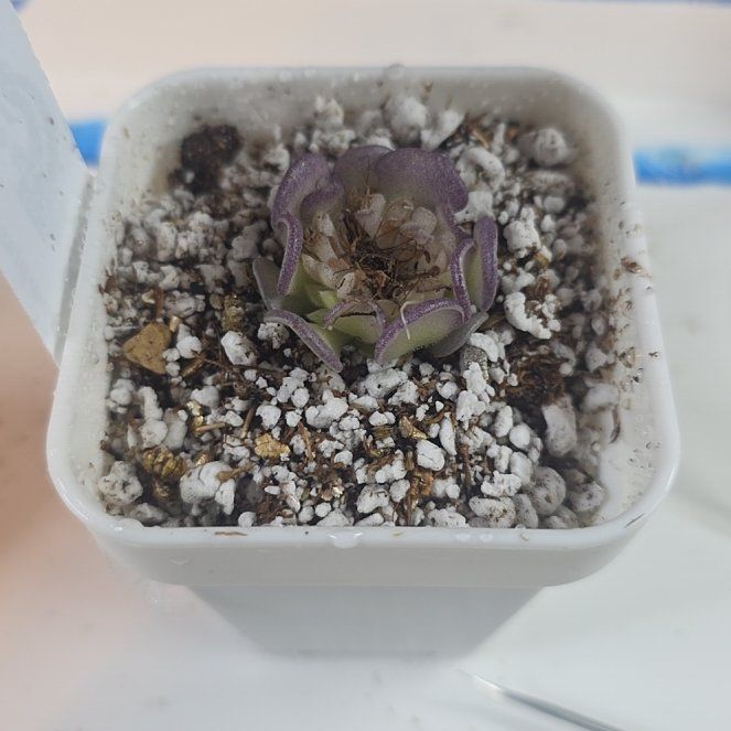 Photo of the plant species Pinguicula cyclosecta by @PotentialTutu87 named Maleficent on Greg, the plant care app