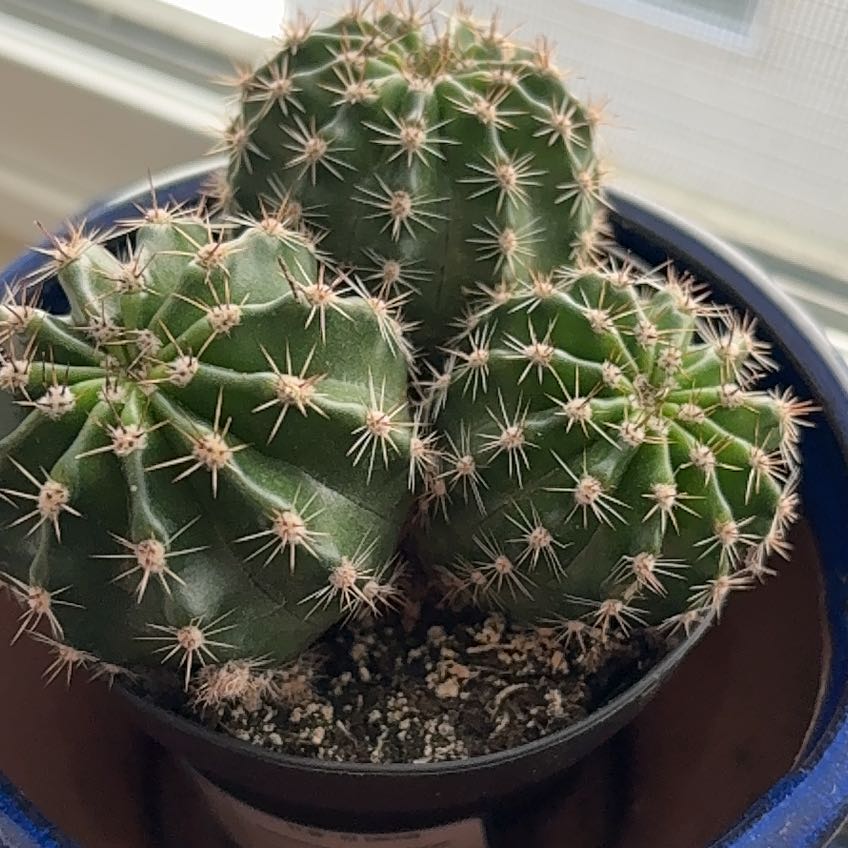 Photo of the plant species Echinopsis 'Rainbow Bursts' by @FamousRamshorn named Nemo on Greg, the plant care app