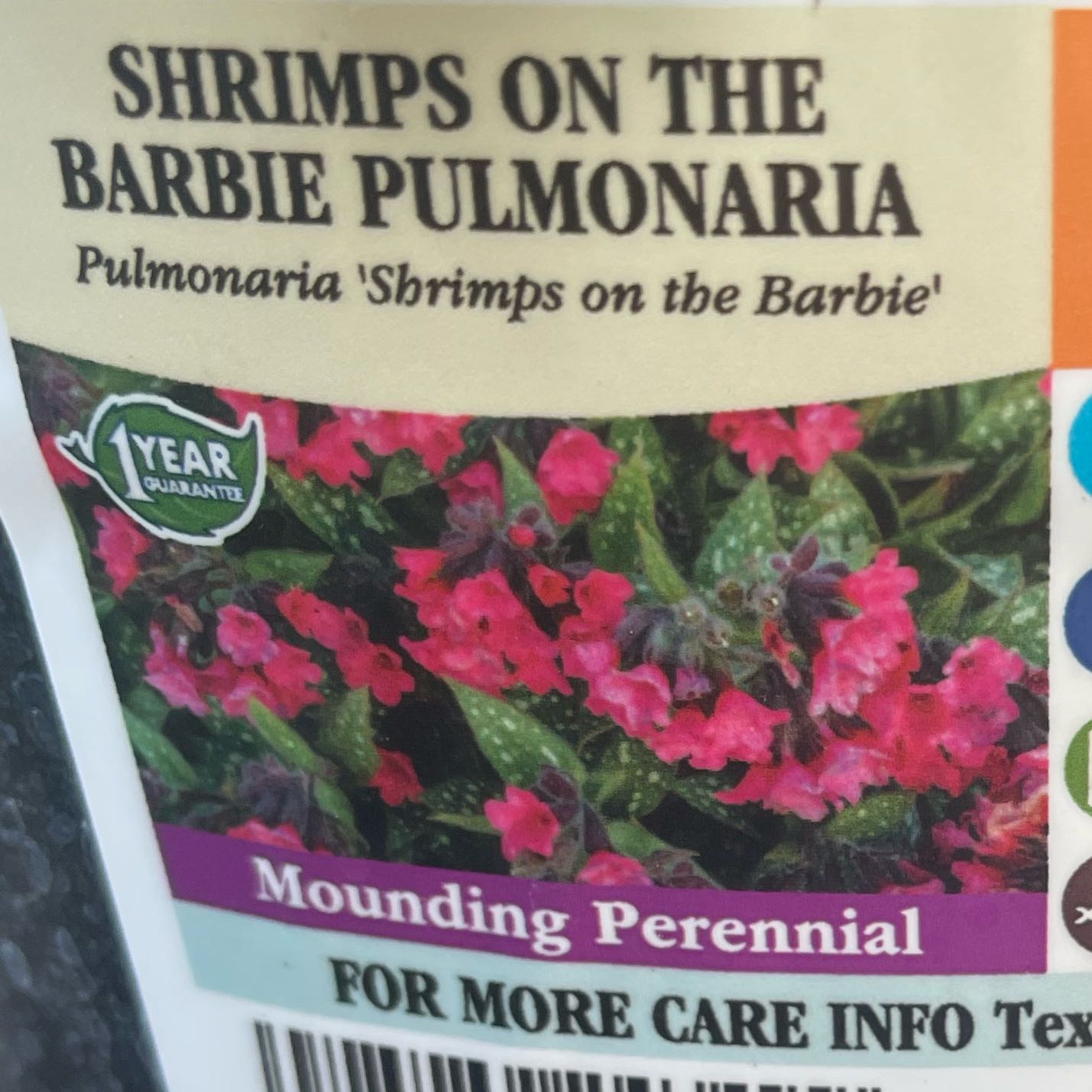 Photo of the plant species Pulmonaria 'Shrimps on the Barbie' by @GenialPetunia27 named Sir Plancelot on Greg, the plant care app