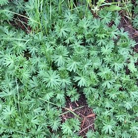 Photo of the plant species Winter Aconite by @ForrealClusia30 named Shakira on Greg, the plant care app