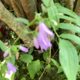 Photo of the plant species Rampion Bellflower by @ForrealClusia30 named Keanu Leaves on Greg, the plant care app