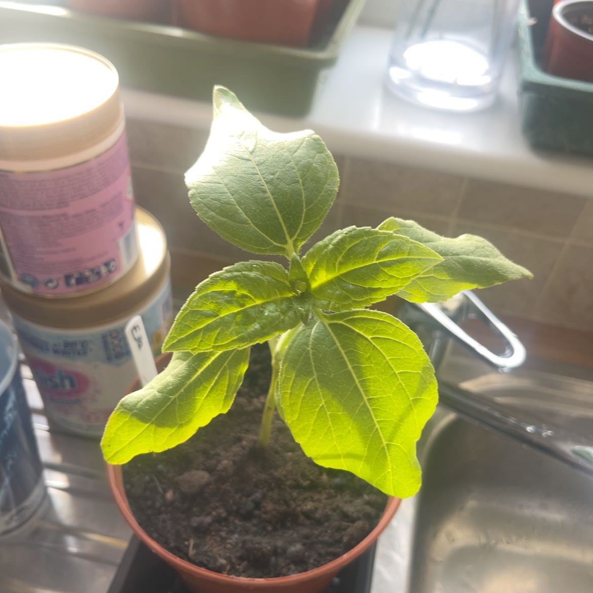 Photo of the plant species Giant Sunflower by @SunnyRedmambo99 named Scarlett on Greg, the plant care app